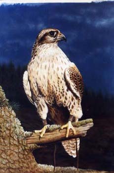 Saker Falcon